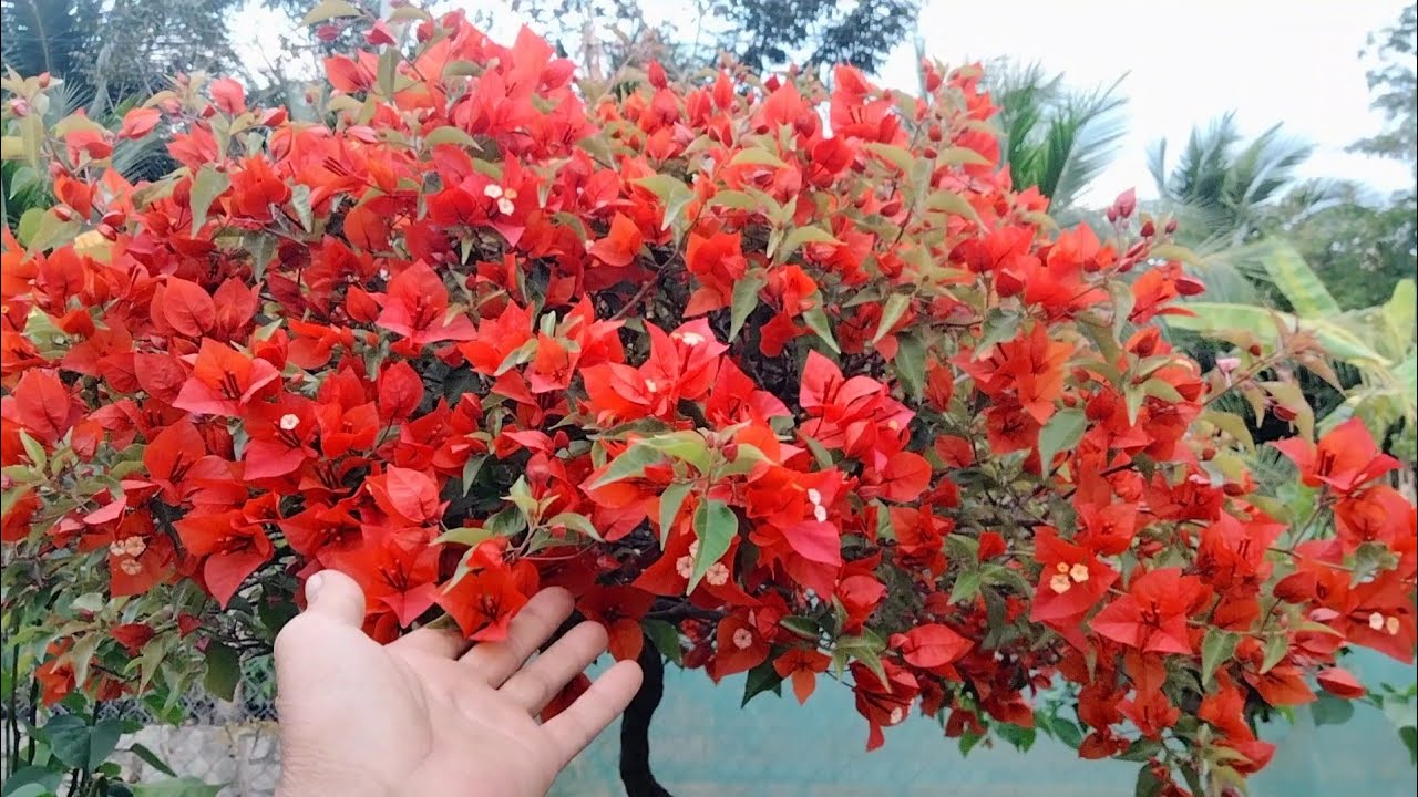 Как эффективно придать бумажным цветам форму цветка?