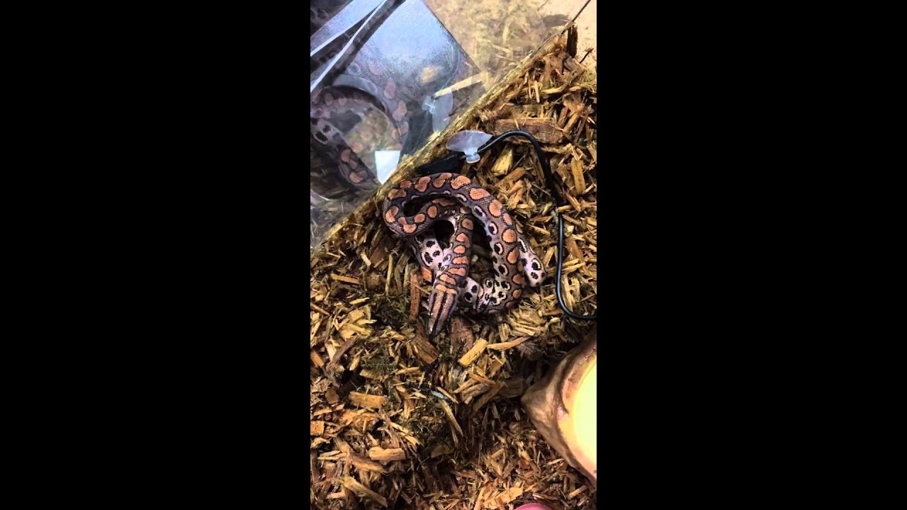Secuencia: Hora de comer para una Boa Arco Iris Brasilera - YouTube
