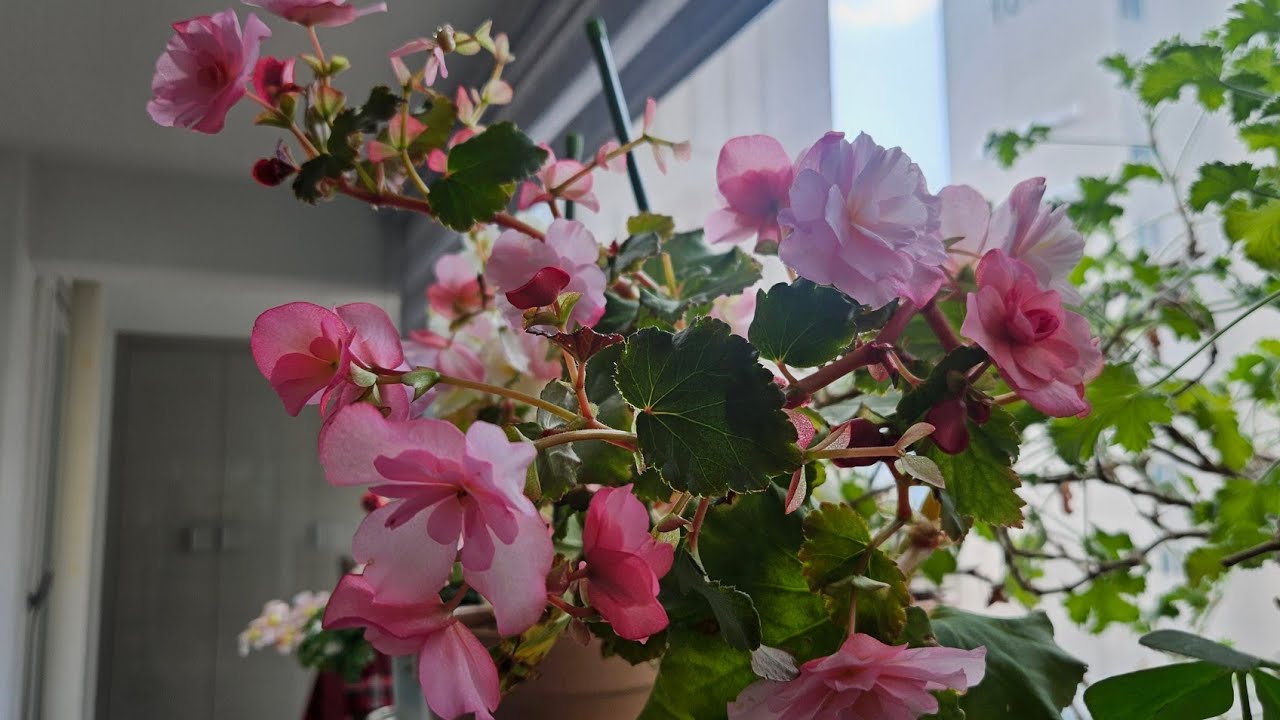 2월22일일요일 박여사#꽃베란다#글로리아#베고니아영상입니다#체리스프리처#사랑초#옵튜사사랑초#러시아제라늄#튜립구근