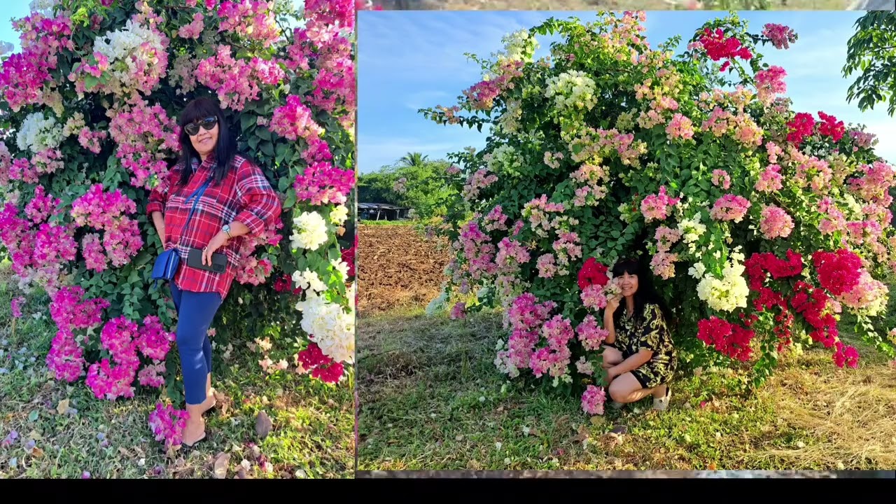 สุพรรณิการ์ พวงใหญ่ช่อใหญ่บานแล้ว ที่Kuanphana Garden EP204