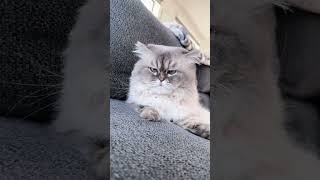 Gus Never Settles For Less With The Help Of