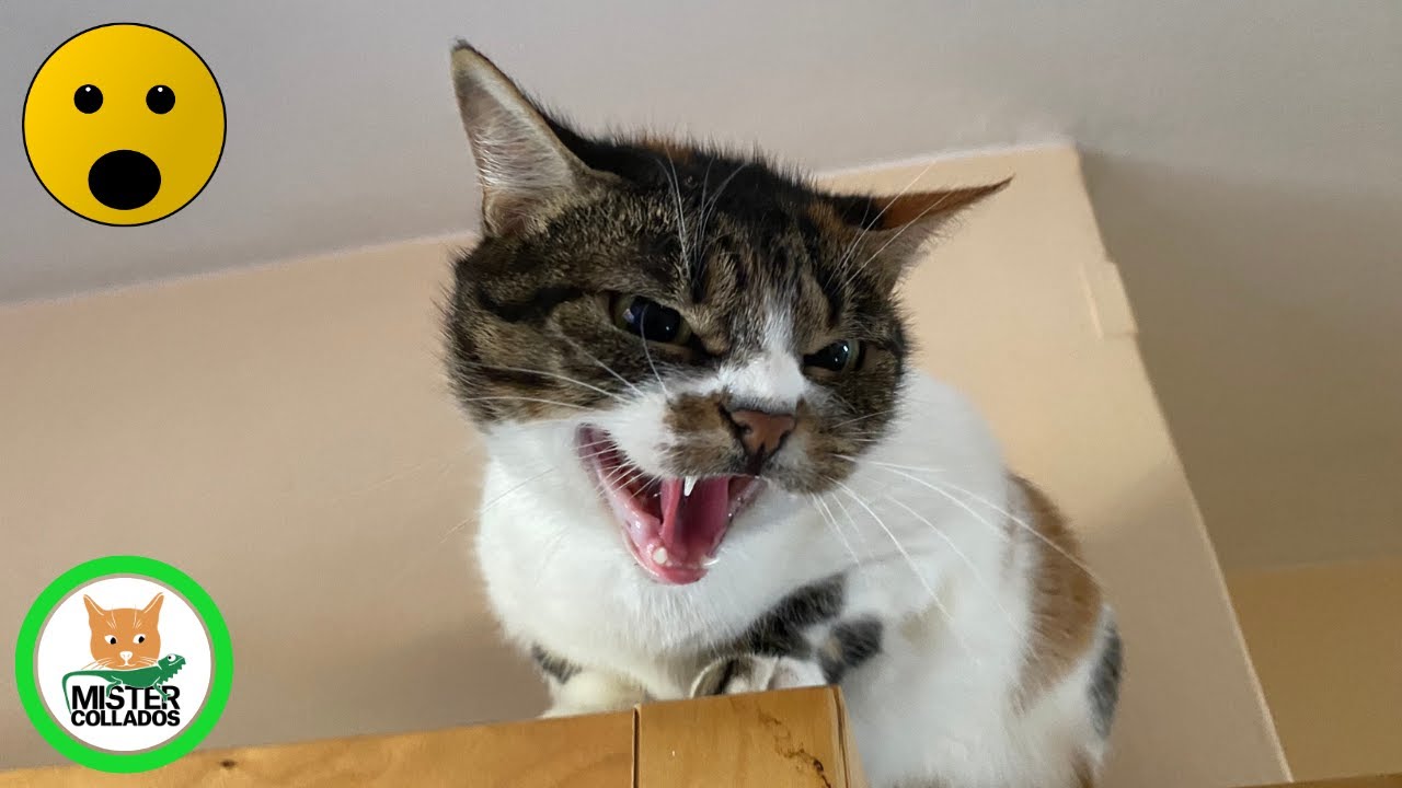 Mi GATA 🐱 me ATACA de Repente. Video de 🐱 PERROS y GATOS 🐕 DIVERTIDOS 🤣