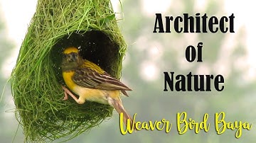 Architect of Nature - Baya Weaver Bird Nest Making | Weaver Bird building Nest | Baya Bird Nest |