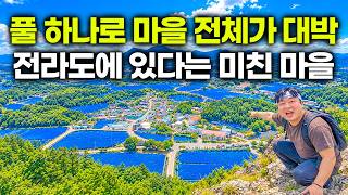 Korea Almost Lost This Plant — Now They Need Trucks to Harvest It All screenshot 3