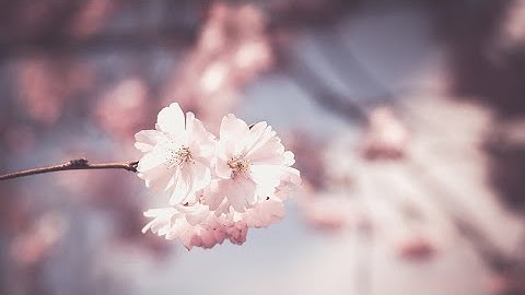 Robbery Bob funny game play