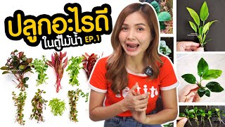 คำถามยอดฮิต ปลูกไม้น้ำอะไรดี EP.1 | MarangMod Channel