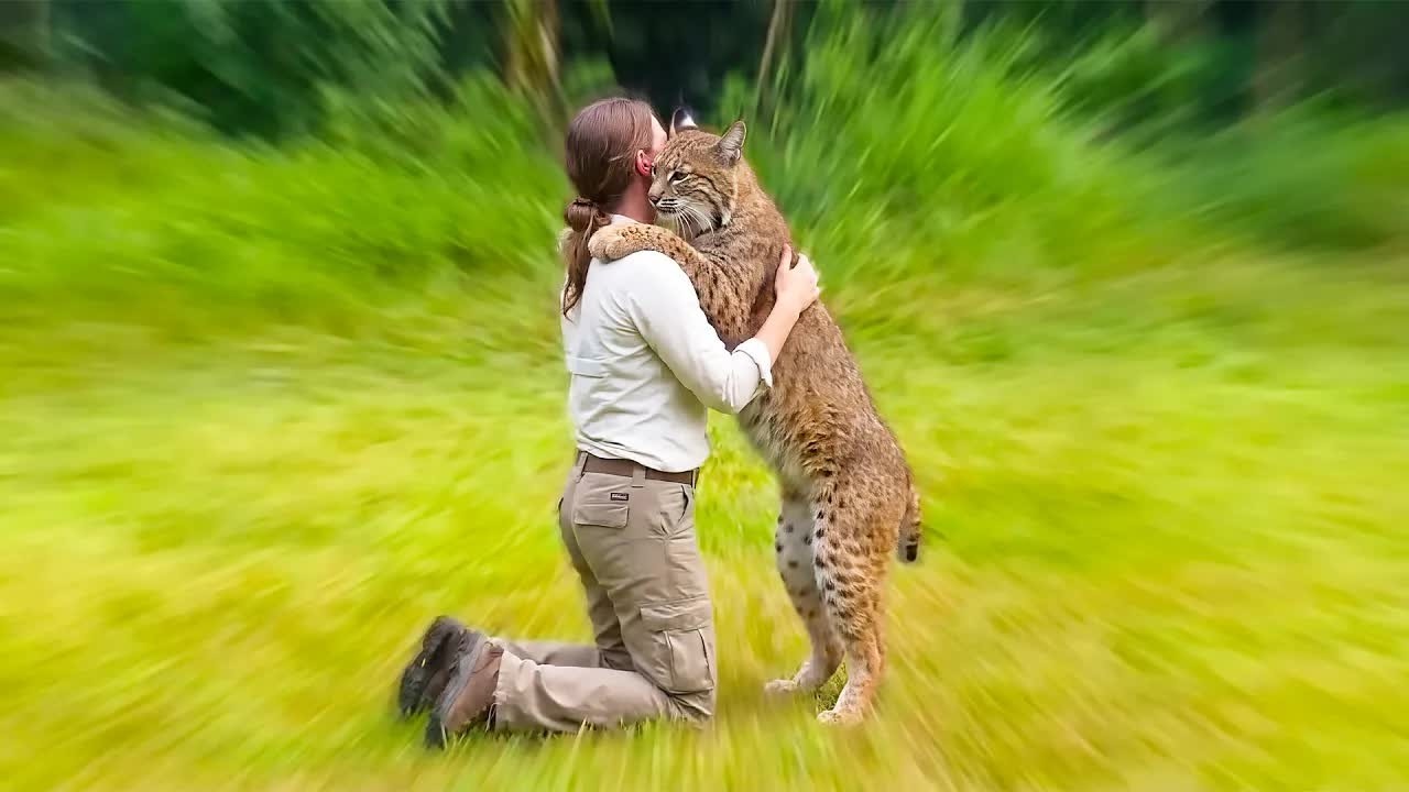 This Bobcat Wouldn’t Let Anyone Near Him—Watch What Happens When She Arrives