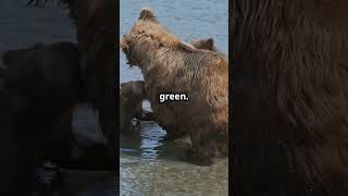 Eagle Vs Bear Attack