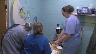 Animals from large seizure almost ready for adoption