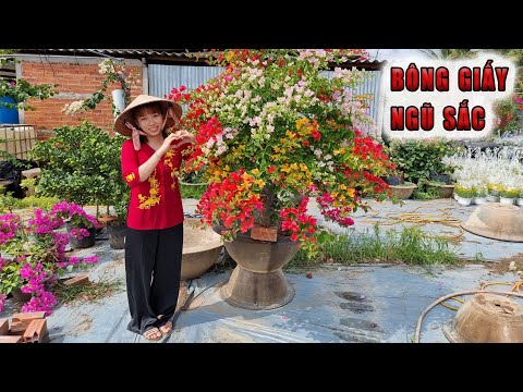 Video Vườn bông giấy chưng tết ở Bến Tre cực đẹp - Bông giấy... - youtube
