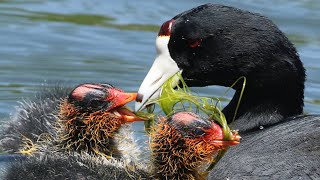 Waterbird Coot feeding their cute babies part 1 .#birds #animals #hungry #babies #waterbirds