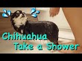 Chihuahua take a shower with sensuous pleasure/チワワ、気持ちよさそうにシャワーを浴びる