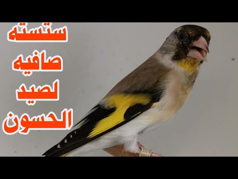 ستسته حسون صافيه لصيد اون ستسته مجربه ومضمونه في صيد اون على الشبكة حمل الان وصيد حساسين حسون