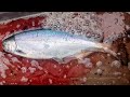 Spring salmon fishing with cameron black bonus  how to fillet a salmon