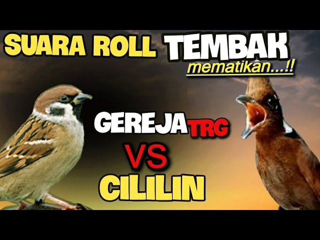 SUARA-12 TEMBAKAN MEMATIKAN!! gereja tarung vs cililin + gemericik air (full tembakan 5jam ) class=