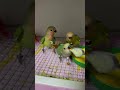 Grew up #parrot #smartparrot #birds