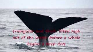 Whales 101