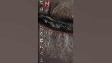 Coffee bean  #macrolens #closeup #macroshot #tinyworld #focus #macrophotography #asmr