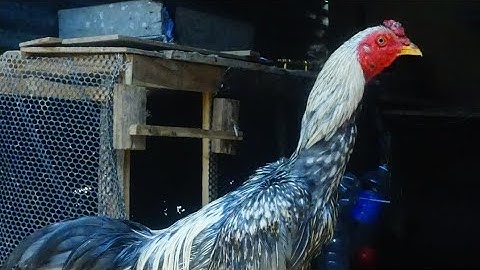 Coj Peb Los Mus Saib kuv cov noob qaib ua ke os lawv