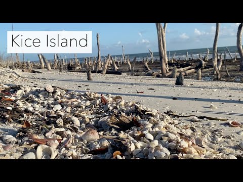 Island Hopping Looking For Shells Florida Gulf Coast Shelling 