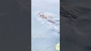Magarmuch🐊🎣 #fishing #fish #fish #safanafishing #handfish #nature #fish  full video click now🙀🐊