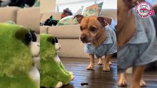 Funny Dog & Cat Video Compilation Adorable Dogs and Cat Reactions To Toys Funny Animal Videos by Pink Paw Media 6 views 2 years ago 5 minutes, 33 seconds