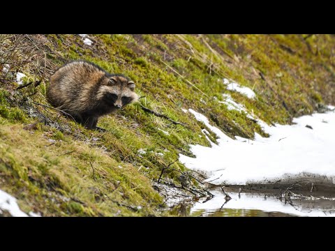 Common Raccoon Dog Nyctereutes Procyonoides 