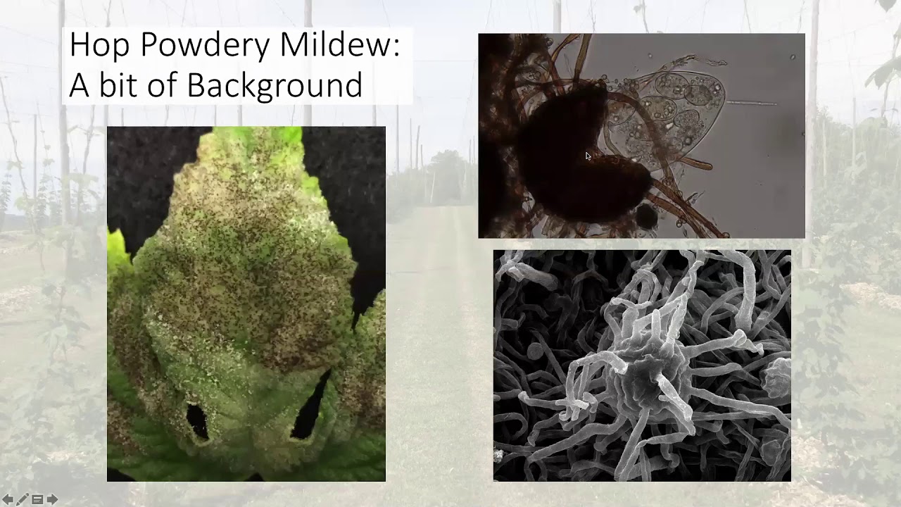 Deep Dive – Hop Powdery Mildew: Identification and Management