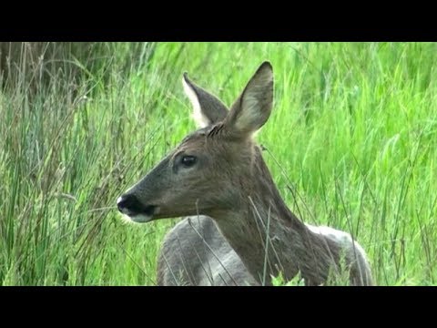 days out in. yorkshire World Wetlands Day 2018