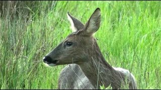 World Wetlands Day 2018