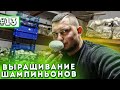 #13 Бизнес В Гараже | Первая Волна | Блогер Gribnoff | Выращивание Шампиньонов