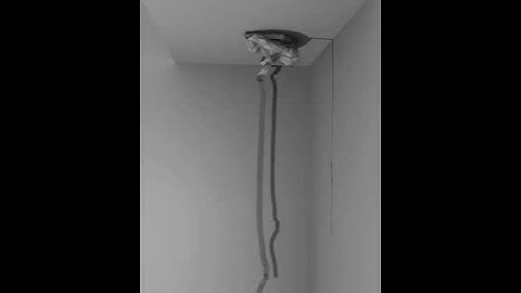 absurd balloon / Blender softbody