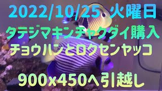 2022\/10\/26火曜日タテジマキンチャクダイをお迎えしました♪