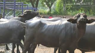 Heat Stress Management in Buffaloes