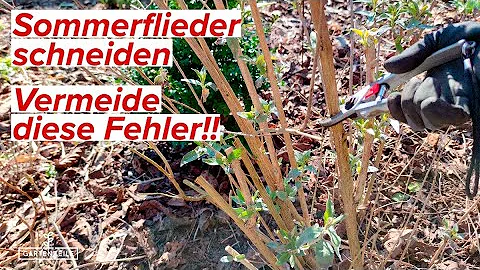 Ist Sommerflieder Insektenfreundlich?