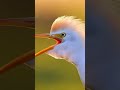 CATTLE EGRET Bird Call #birds #nest #wildlife #nature