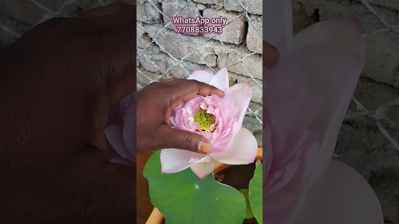 தாமரை Peach lady lotus 