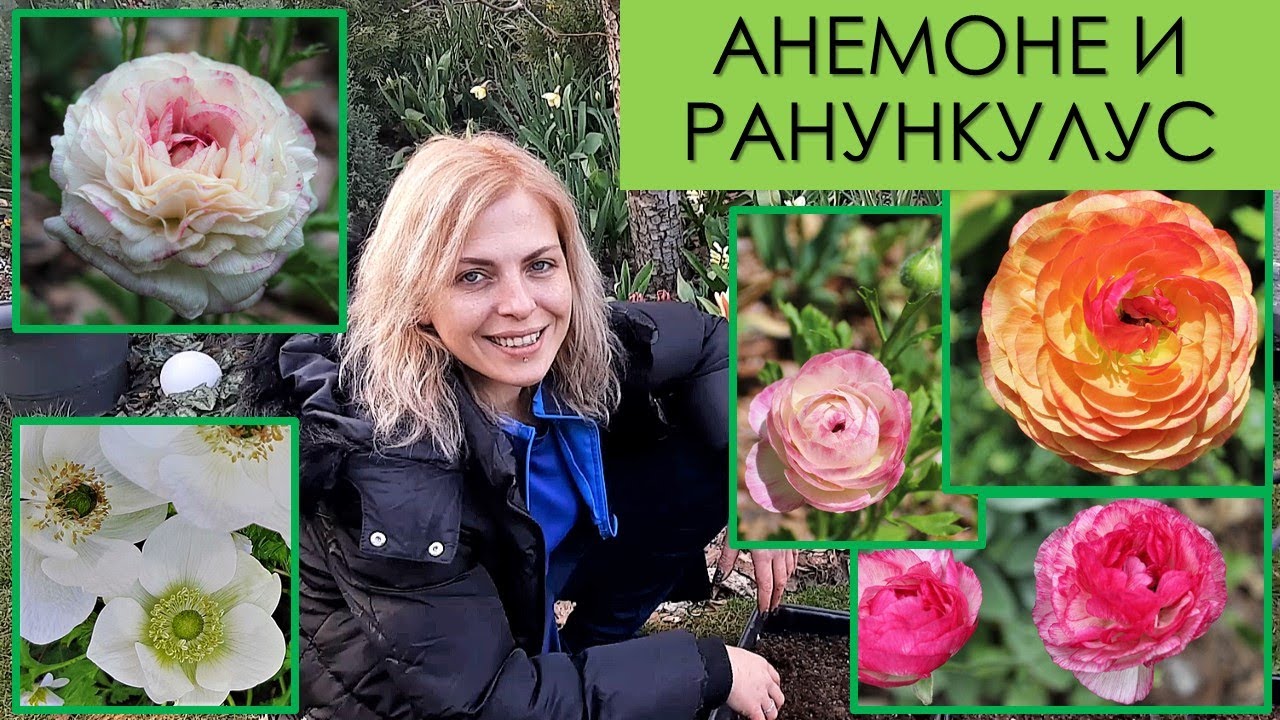 Анемоне и Ранункулус: Предварително засаждане на грудки | 18.03.2023 г.