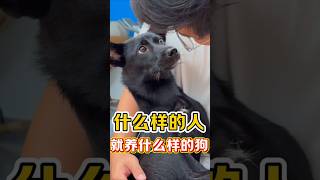 养什么品种的狗🐶能体现主人的性格，一说一个准！