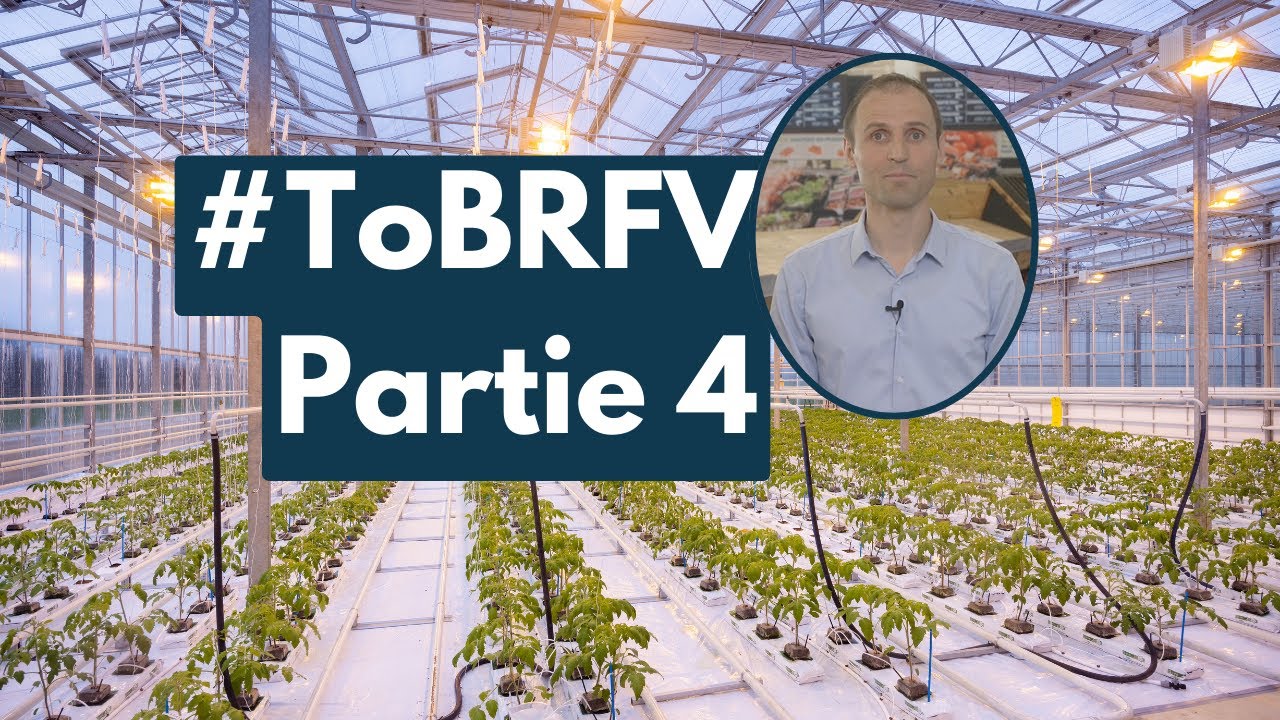 ToBRFV : rencontre avec Maxime Coqué, responsable développement tomate ...