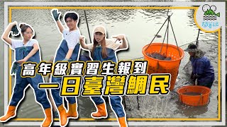 《高年級實習生報到》全新企劃 一起來下海當個台灣鯛民｜爆嗑8鯛 太爽了吧！原來這滋味才是臺灣鯛？｜臺灣有條美人道 夠正才能來？【鬧著玩 320】