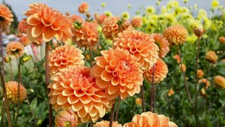 The most beautiful flowers Dahlia//FlowersDahlia