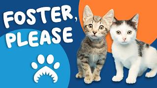 Help These Foster Pets Grow, Heal and Recover