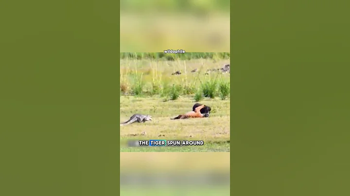 Tiny Tiger vs Wild Boar—with a Crocodile Twist! 😱 #shorts #wildlife #tiger