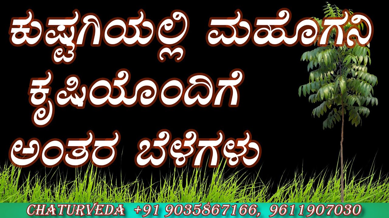 Mahogany Plantation Chaturveda , Cropcity, intercrops With Mahogany in Kusthagi....