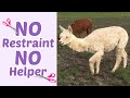 Alpaca Shearing with Love: Stress Free Hand Shearing without Restraint