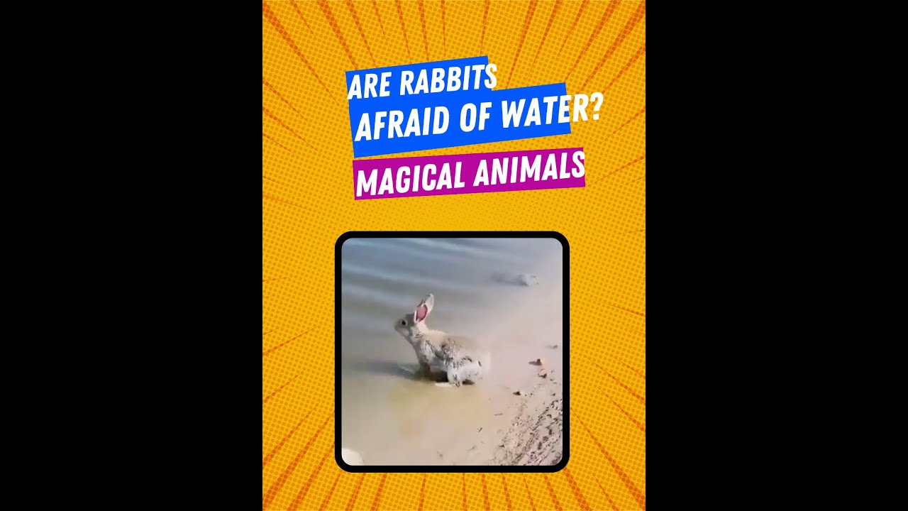 Mom, look, the rabbit can swim now!