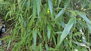 bambusárium: Phyllostachys, Indocalamus, Pseudosasa, Fargesia, Semiarundinaria - bambusy