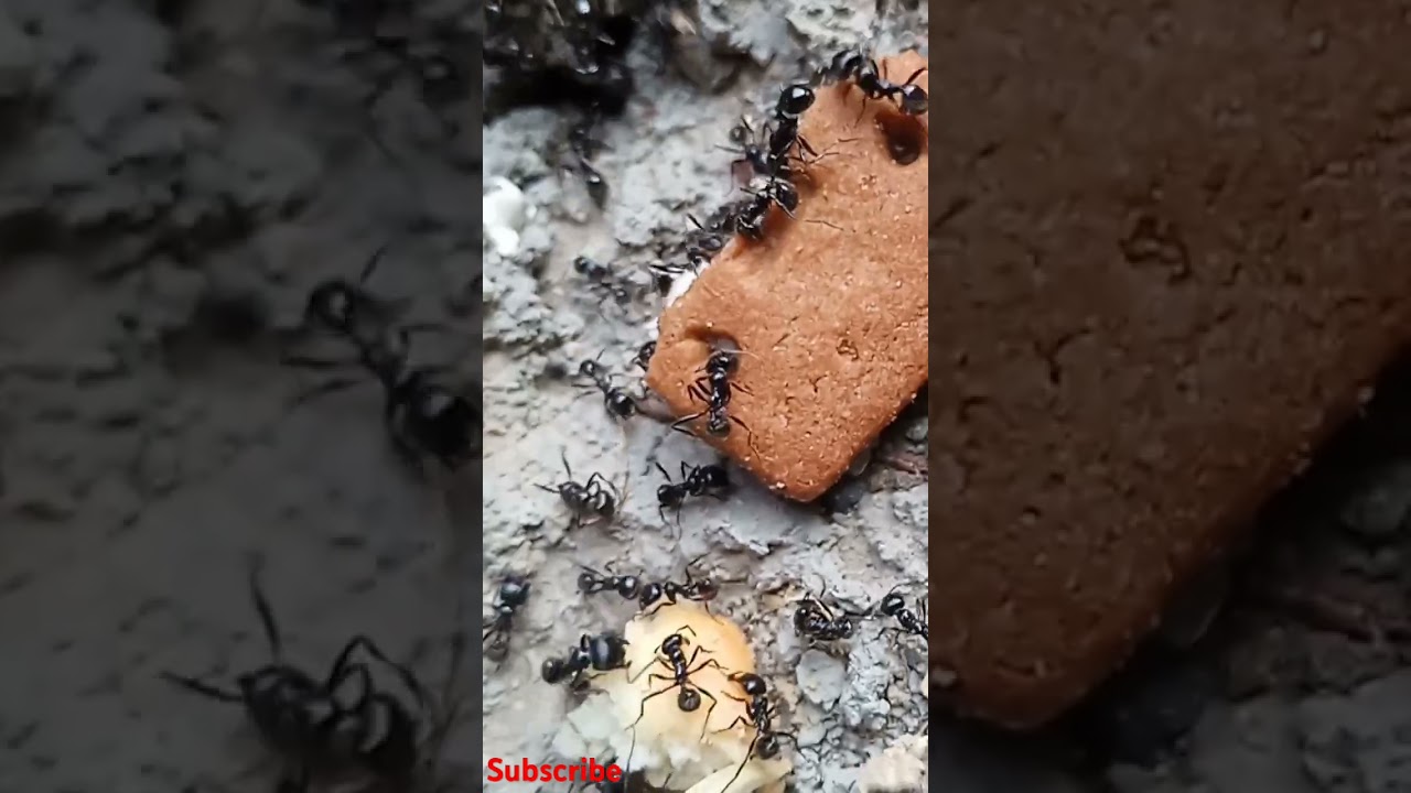❤️Mind-blowing team work of ants 🐜  