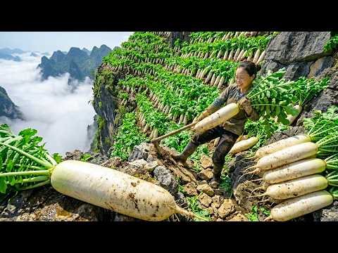 Harvesting 3 Tons of White Radishes, Selling Out at Market, Then Gardening and Caring for Pets